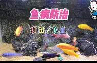 水族馆之旅：与海洋生物亲密接触