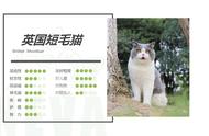 探索英国短毛猫蓝白：美丽与温情的完美融合