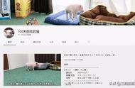 宠物猪被吃事件：主人究竟为何下此毒手？