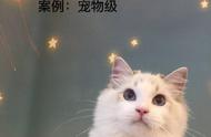 布偶猫价格变动揭秘：市场风云再起