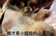 揭秘博美犬的弃养现象：几个令人反感的原因！