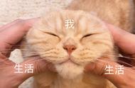 你知道猫界中最受欢迎的五种聪明猫种吗？