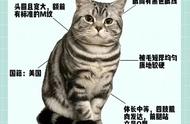 美短虎斑猫：每日一猫，每日一爱