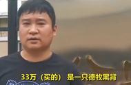 探秘警犬拍卖现场：天价购买德牧背后的故事