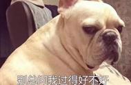 为什么你还要考虑养法国斗牛犬？看完这五点再说!