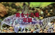 观赏鱼大解密：天一水族七彩繁殖场独家分享