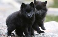 探索家族历史：西帕基犬（Schipperke）的祖先故事