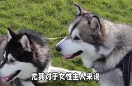 养阿拉斯加犬有哪些优缺点需要注意？