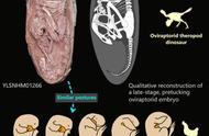 珍稀之珍：中国挖掘出迄今最完整的恐龙胚胎化石