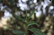 一文读懂春茶、夏茶、秋茶的区别