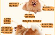 狗界的'嘴强王者'：揭秘博美犬的脾气