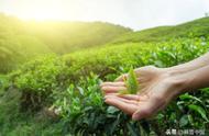 分不清绿茶、白茶、黄茶、红茶、乌龙茶、黑茶？这篇文章帮你解答