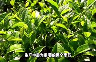 揭秘茶叶：春茶和秋茶，哪个更好？