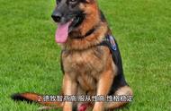 警犬为何大多选择德国牧羊犬作为工作伙伴？