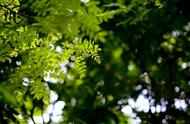 谷雨时节，这5种花茶让你清热解困，轻松迎接夏天的到来