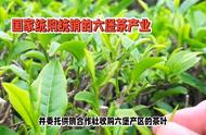 每日一茶：探索国家统购统销后的六堡茶。