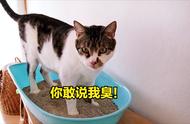 看看你家的猫是否属于这几种“臭名昭著”的猫种？