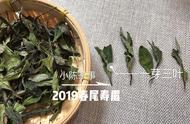 白茶口感不佳，是品质问题还是其他原因？揭秘5大可能因素