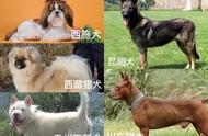 纯种中华田园犬的减少：探究其背后的原因