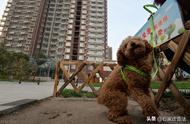 解读《石家庄市养犬管理条例》：重点管理区只允许养这36种犬