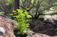 五谷子：从家家种植到稀有珍宝