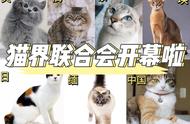 全球猫咪大揭秘：你家的“大佬”是哪个国家的？