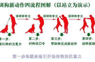 比格犬图图的成长日记：性格分析与训练方法