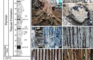 重大发现！中国科学家在山西阳泉发掘早二叠世科达木化石