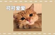 猫咪的日常：一部独家漫画解读猫的世界！