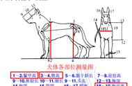 外貌特征揭示犬的品种真相