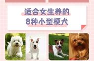 女生养犬首选：8种超可爱的小型犬品种推荐