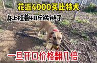 比特犬价格真相揭秘：花近4000元值不值？