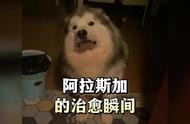 遇见治愈系阿拉斯加犬，体验养狗的乐趣！