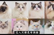 布偶猫大揭秘：选猫、养猫全攻略