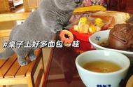 “蓝猫”为何频繁被遗弃？原来是这些原因惹人厌