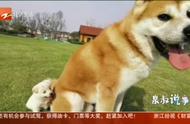 日本秋田犬遭窃贼残忍杀害，狗主人悲痛欲绝