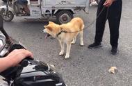 大哥在狗市花800元买到秋田犬，有人出价3000元也被拒，他得意洋洋地炫耀