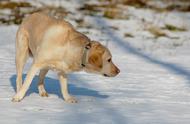 拉布拉多犬的反对者：你认同他们的观点吗？