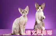 德文卷毛猫：了解这种迷人的猫咪品种