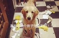 揭秘：尽管金毛犬有众多优点，为何许多人不再养它？