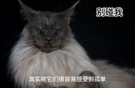 四大原因告诉你，为什么不要养缅因猫？很多人因此退出宠物界#猫咪