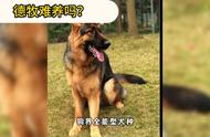 德牧：无人能敌的犬种之王