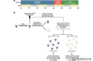 揭秘海底世界：科学家揭示珊瑚与藻类的相互作用系统