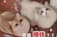 猫咪新领养方式争议：是否沦为生育工具的宠物猫？