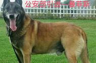 探索老血马犬：中系马里奴阿犬的传奇故事