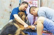 独家揭秘：CSV德国牧羊犬俱乐部在合开展认证活动的背后故事