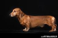 揭秘德国腊肠犬的起源与发展