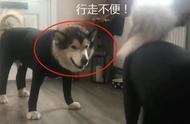 阿拉斯加犬穿上衣服的萌态，你看到了吗？