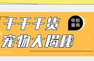 你所不知的狗狗训练语言信号大揭秘