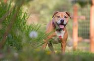 犬界战神对决：比特犬与猞猁的巅峰之战